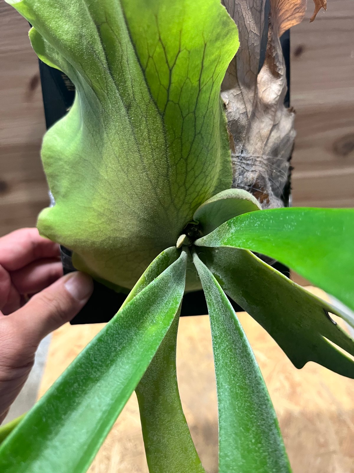 大株ビカクシダ　ウィリンキーwildバリ コルク付 ビカクシダ ウィリンキー コルク付 【観葉植物 室内 コウモリ