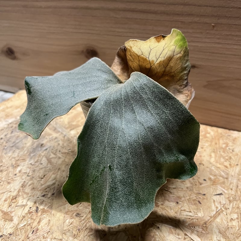 ビカクシダ エレファントティス アンゴレンセ | GREEN LUCK