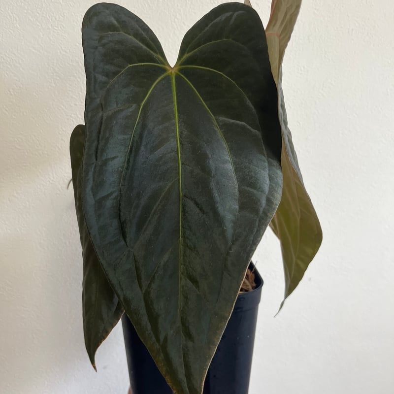 アンスリウム キングオブスペード× レッドダークフェニックス【❶ 葉脈赤み強め】 🌱Anthurium 'Red Dark Phoenix' 🌱 original division from Mr