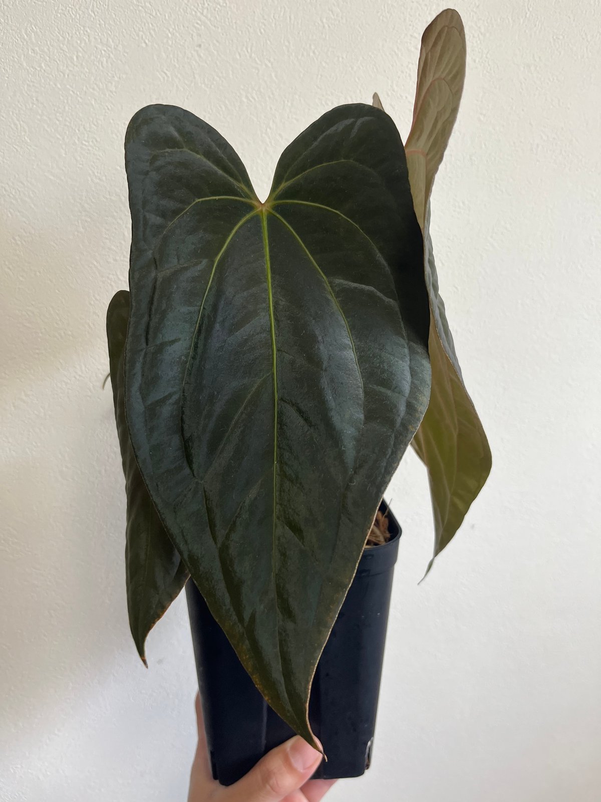 k　アンスリウム レッド ダークフェニックス 🌱Anthurium 'Red Dark Phoenix' 🌱 original division from Mr
