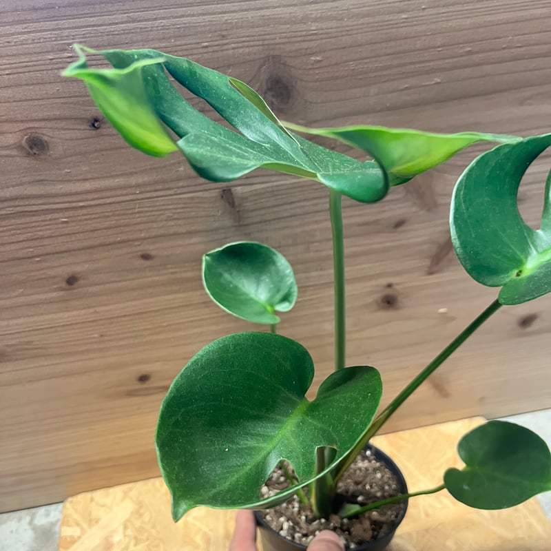 モンステラ デリシオーサ カップリーフ | GREEN LUCK