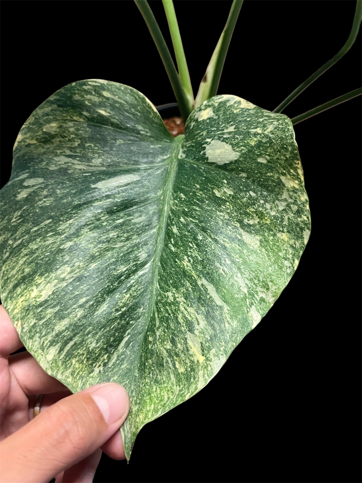 モンステラ デリシオーサ 'プラチナム' | GREEN LUCK