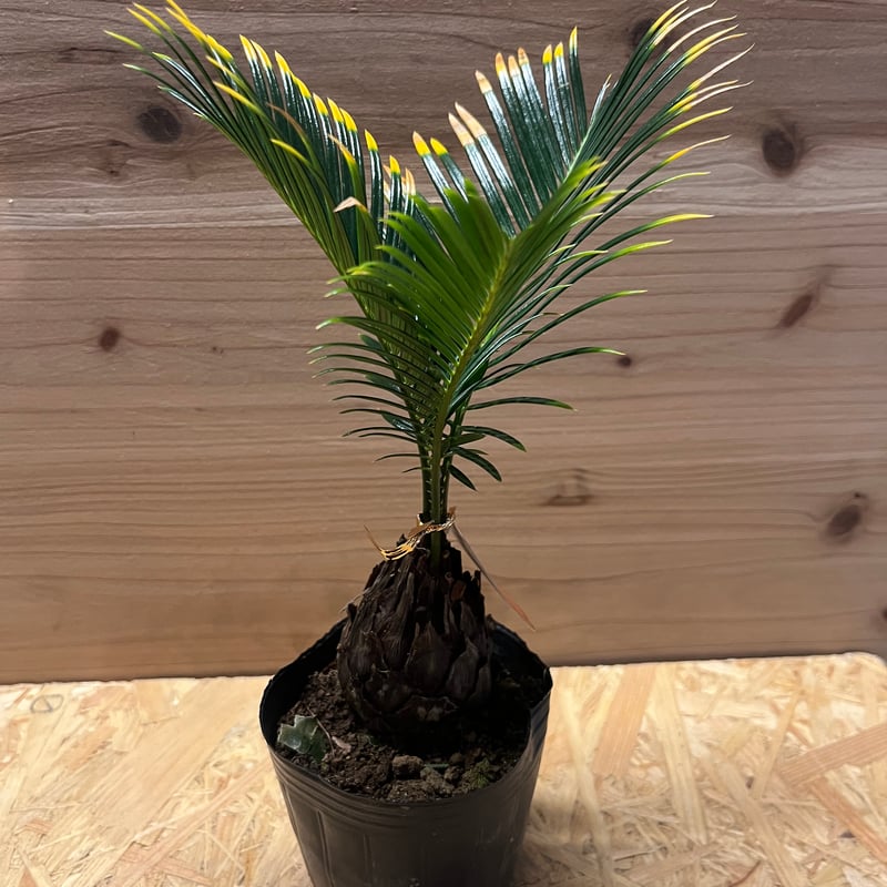 金環ソテツ | GREEN LUCK