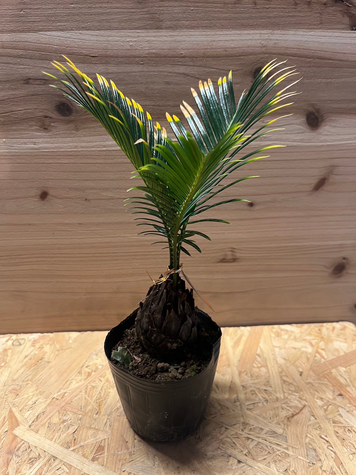 金環ソテツ | GREEN LUCK