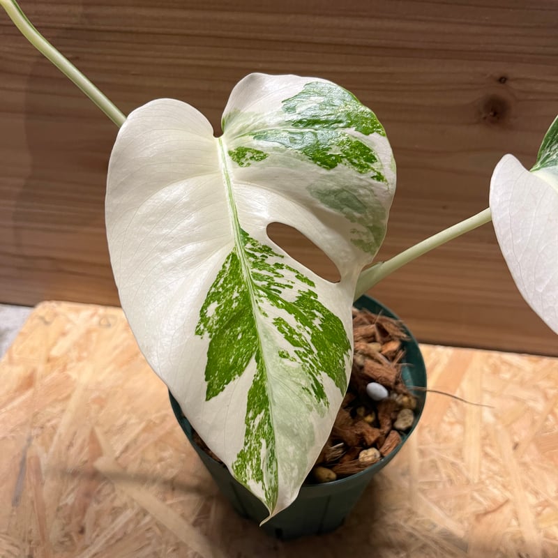 極斑入り モンステラ ボルシギアナ バリエガータ | GREEN LUCK