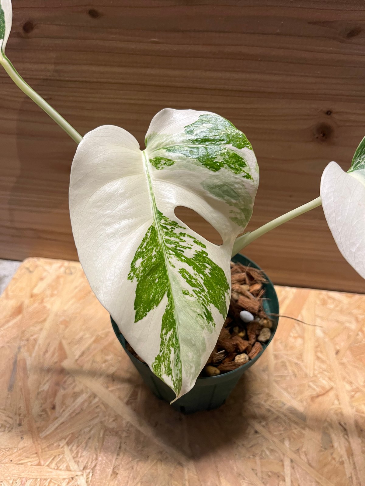 極斑入り モンステラ ボルシギアナ バリエガータ | GREEN LUCK