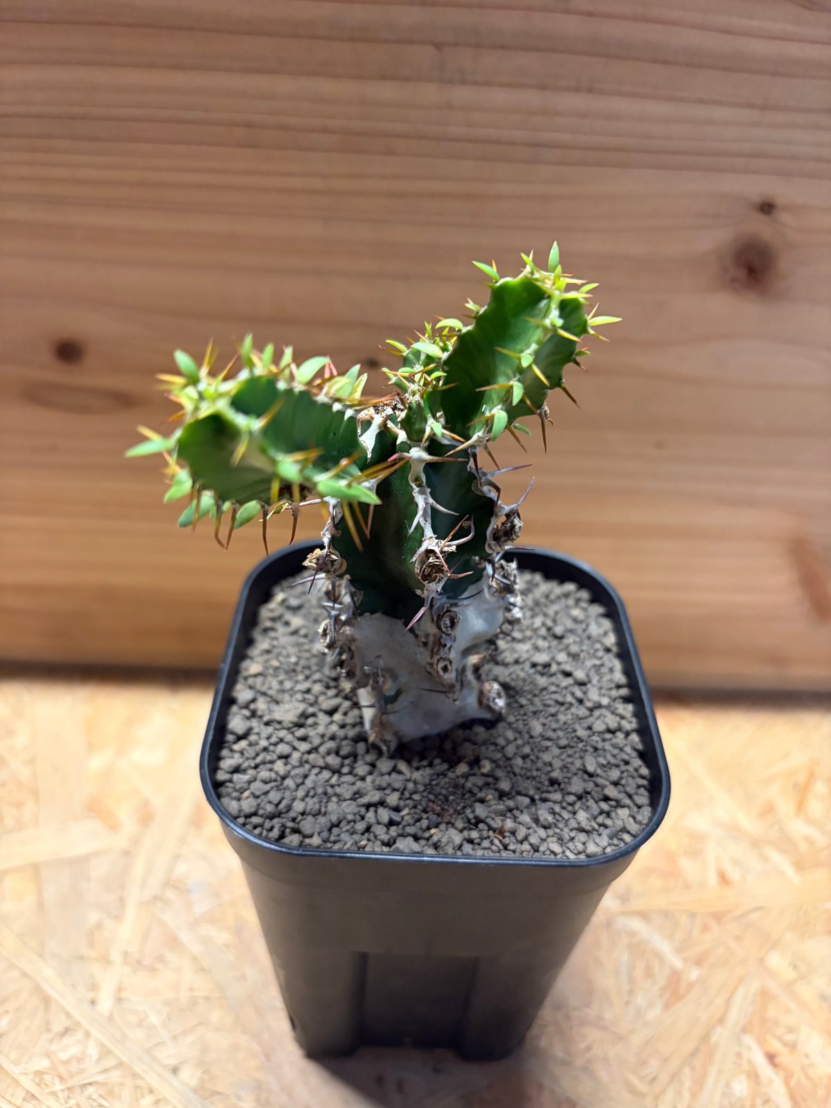 ユーフォルビア ムランジーナ | GREEN LUCK