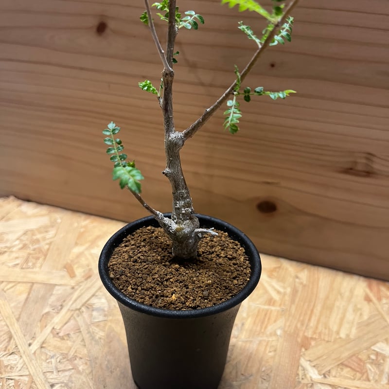 ボスウェリア ネグレクタ | GREEN LUCK