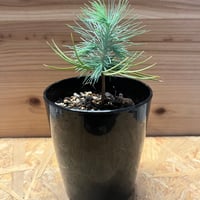 アグラオネマ 'レッドエメラルドドラゴン' | GREEN LUCK