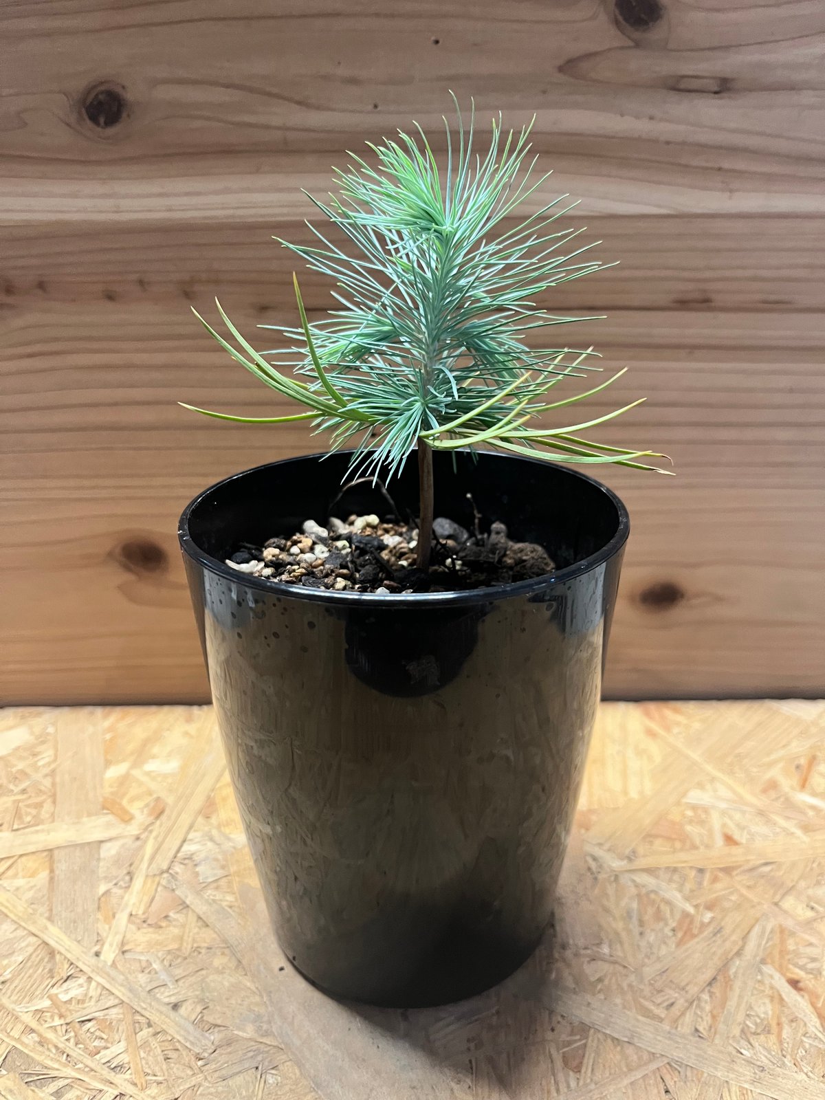 マルチネスピニョンマツ マルチネス ピニョンマツ | GREEN LUCK