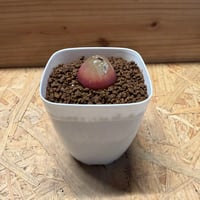 パキポディウム 恵比寿笑い ラメリー接木 | GREEN LUCK