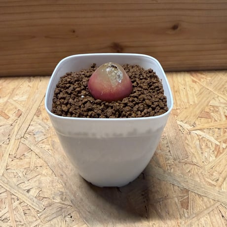 コノフィツム | STORES