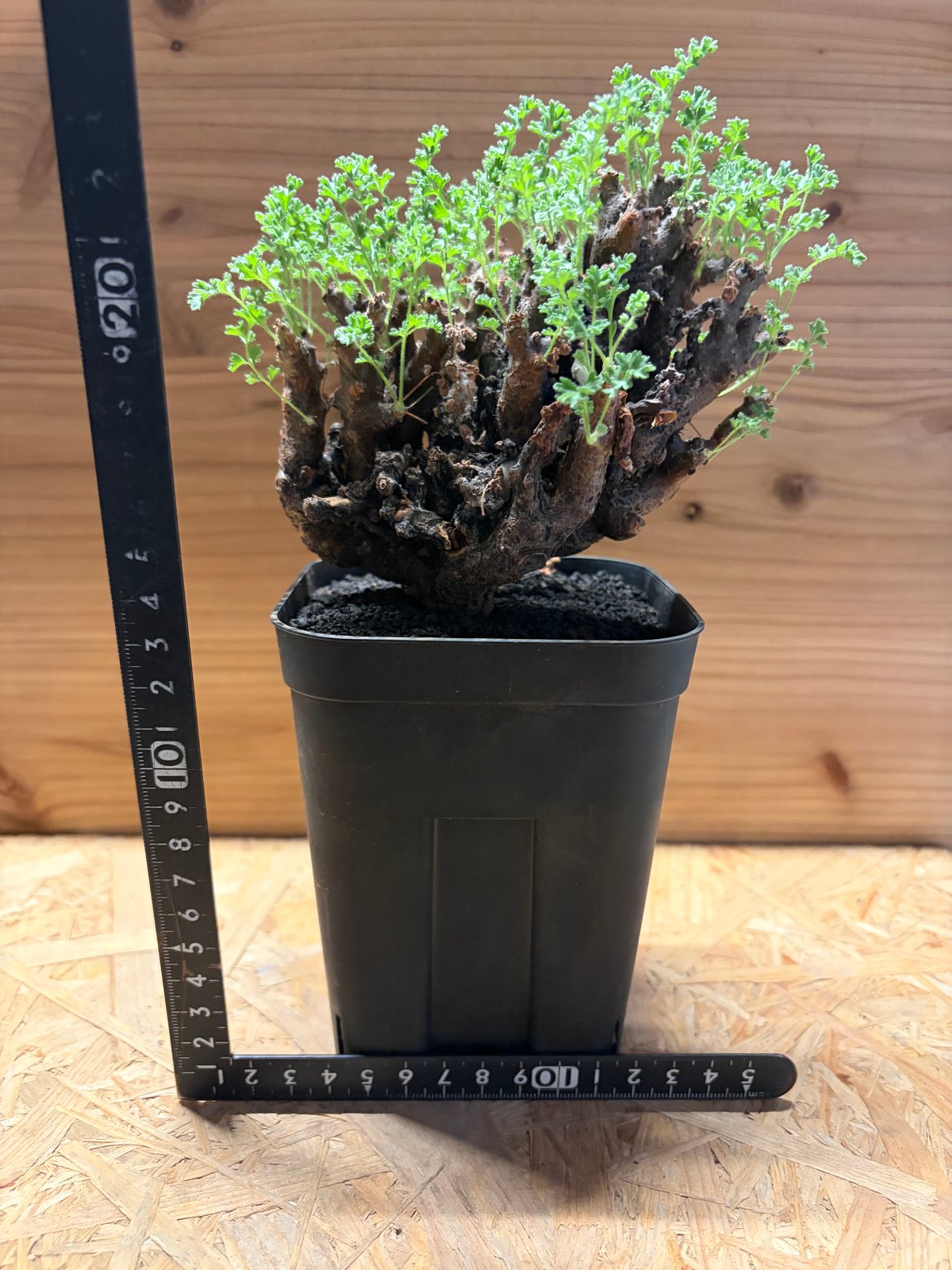 ペラルゴニウム アルテルナンス | GREEN LUCK