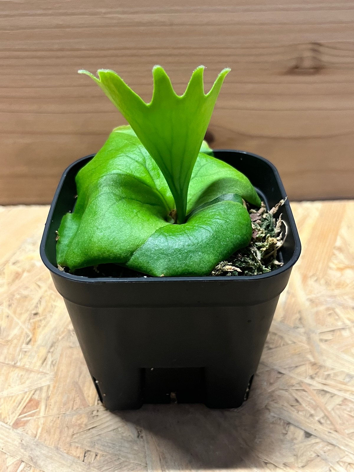 ビカクシダ コロナリウム P. coronarium Philippines dwarf ビカクシダ フィリピネス