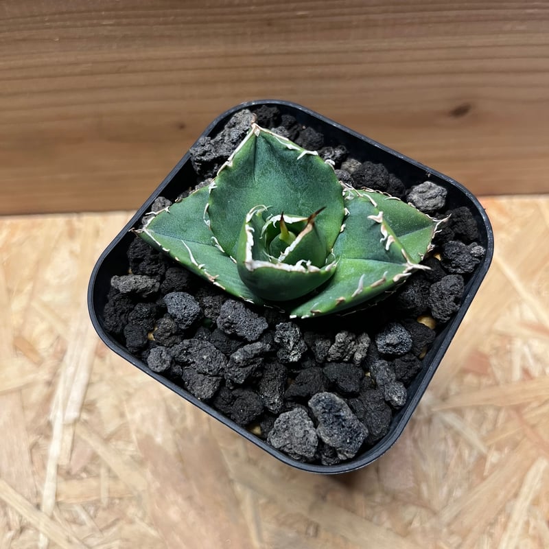 アガベ チタノタ 'NO NAME' 台湾ヤンチェン株 | GREEN LUCK