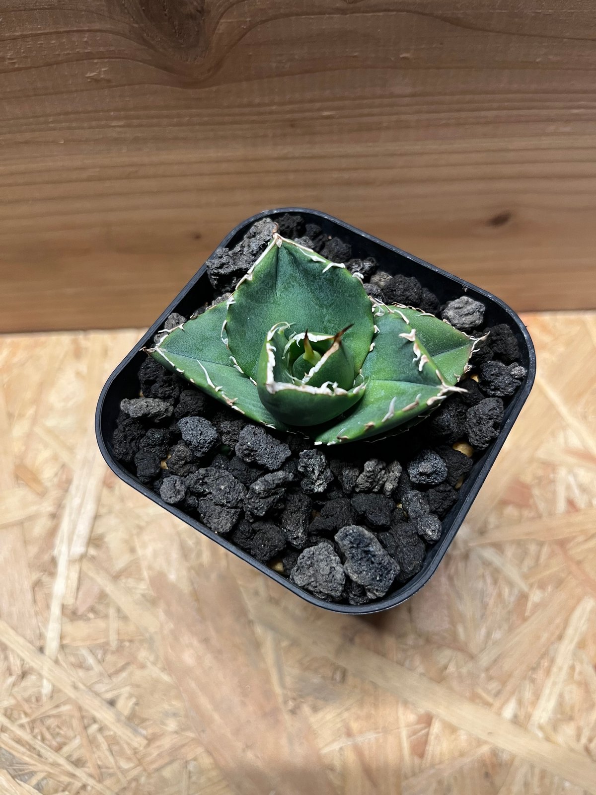 アガベ チタノタ 'NO NAME' 台湾ヤンチェン株 | GREEN LUCK