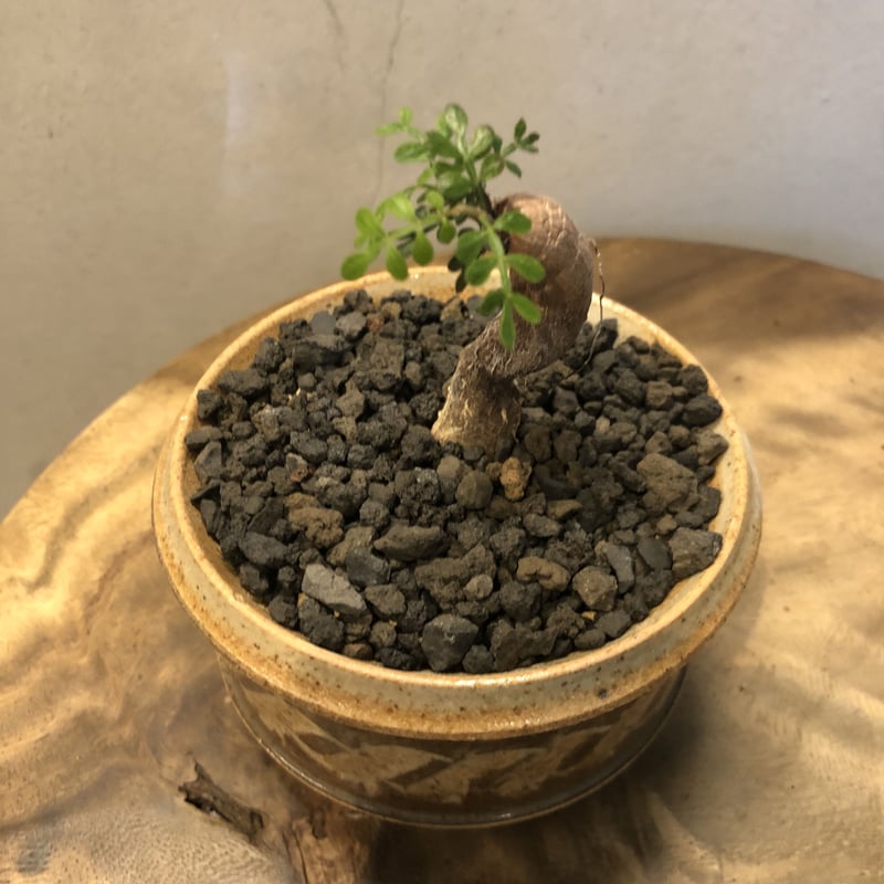 オペルクリカリア パキプス根挿し×刻紋鉢 | GREEN LUCK