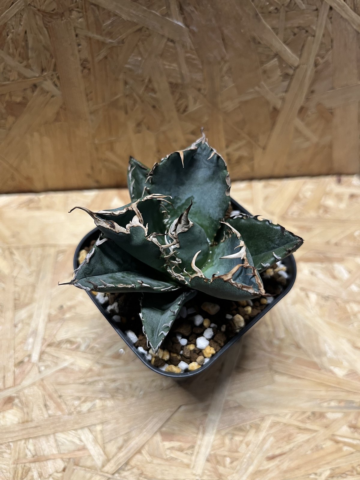 アガベ チタノタ 黒鯨白覆輪錦‼️超稀少 アガベ 