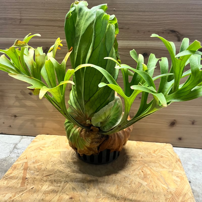 ビカクシダ キッチャクード クイーン | GREEN LUCK