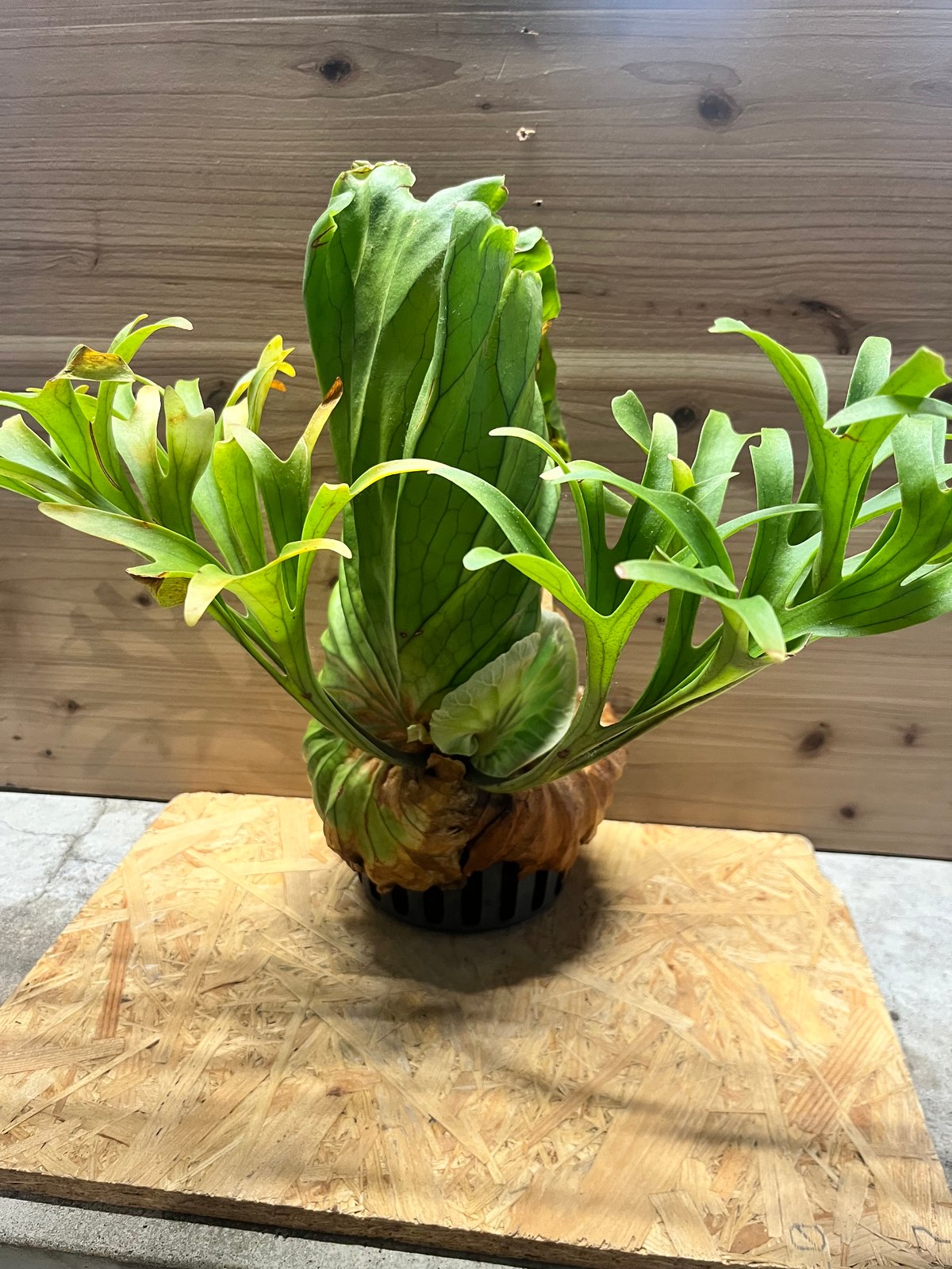 ビカクシダ キッチャクード クイーン | GREEN LUCK