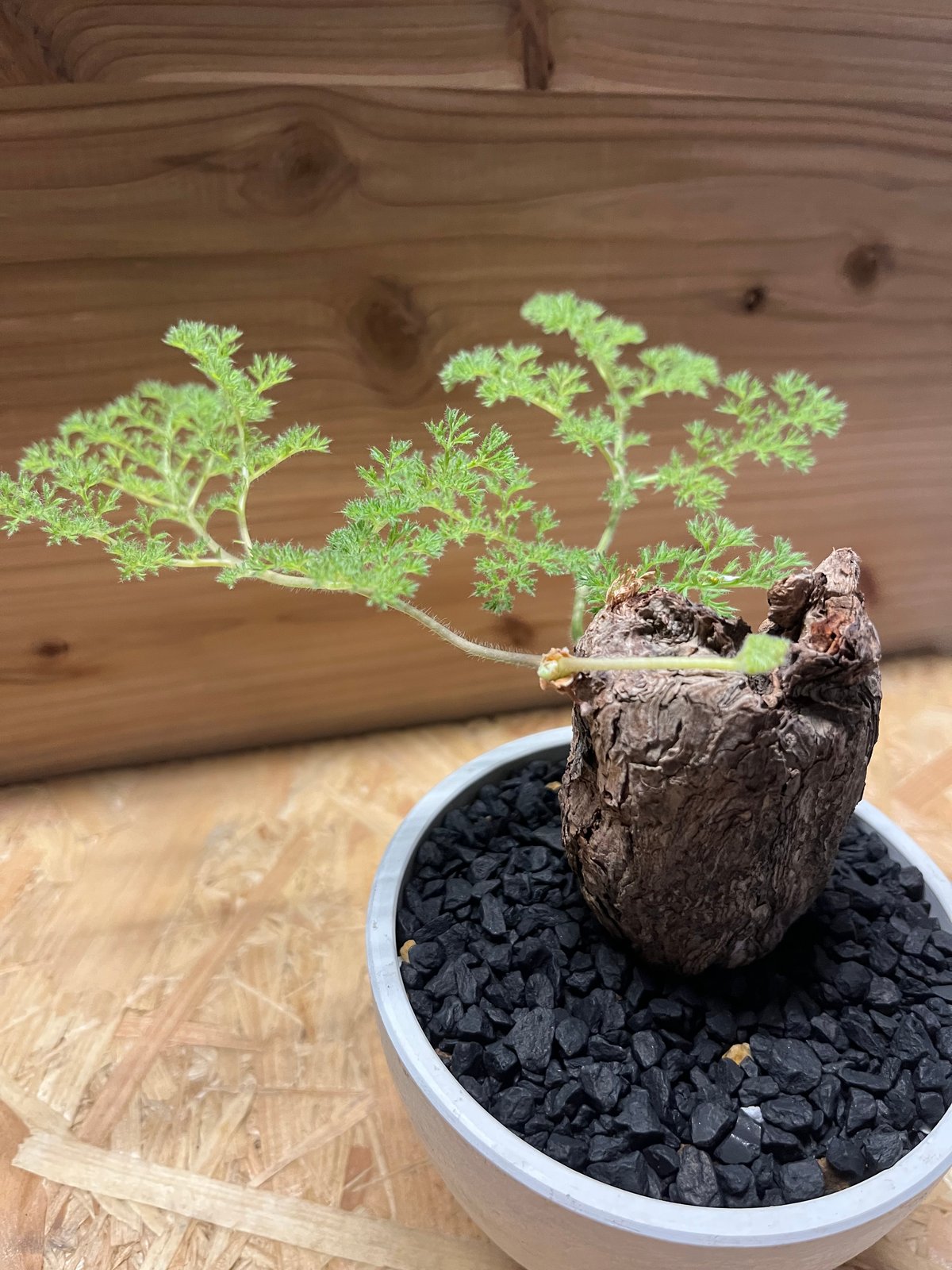 良形　ペラルゴニウム　トリステ 観葉植物「ペラルゴニウム トリステ」の育て方ガイド | 花言葉