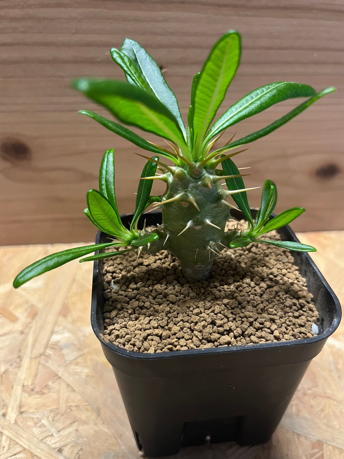 希少 パキポディウム アンボンゲンセ 観葉植物 大きめ株 希少種 実生 パキポディウム アンボンゲンセ