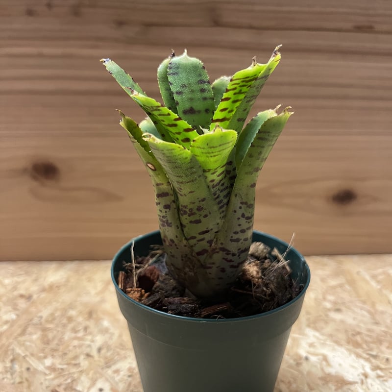 ネオレゲリア プンクタティシマ イエローフォーム | GREEN LUCK