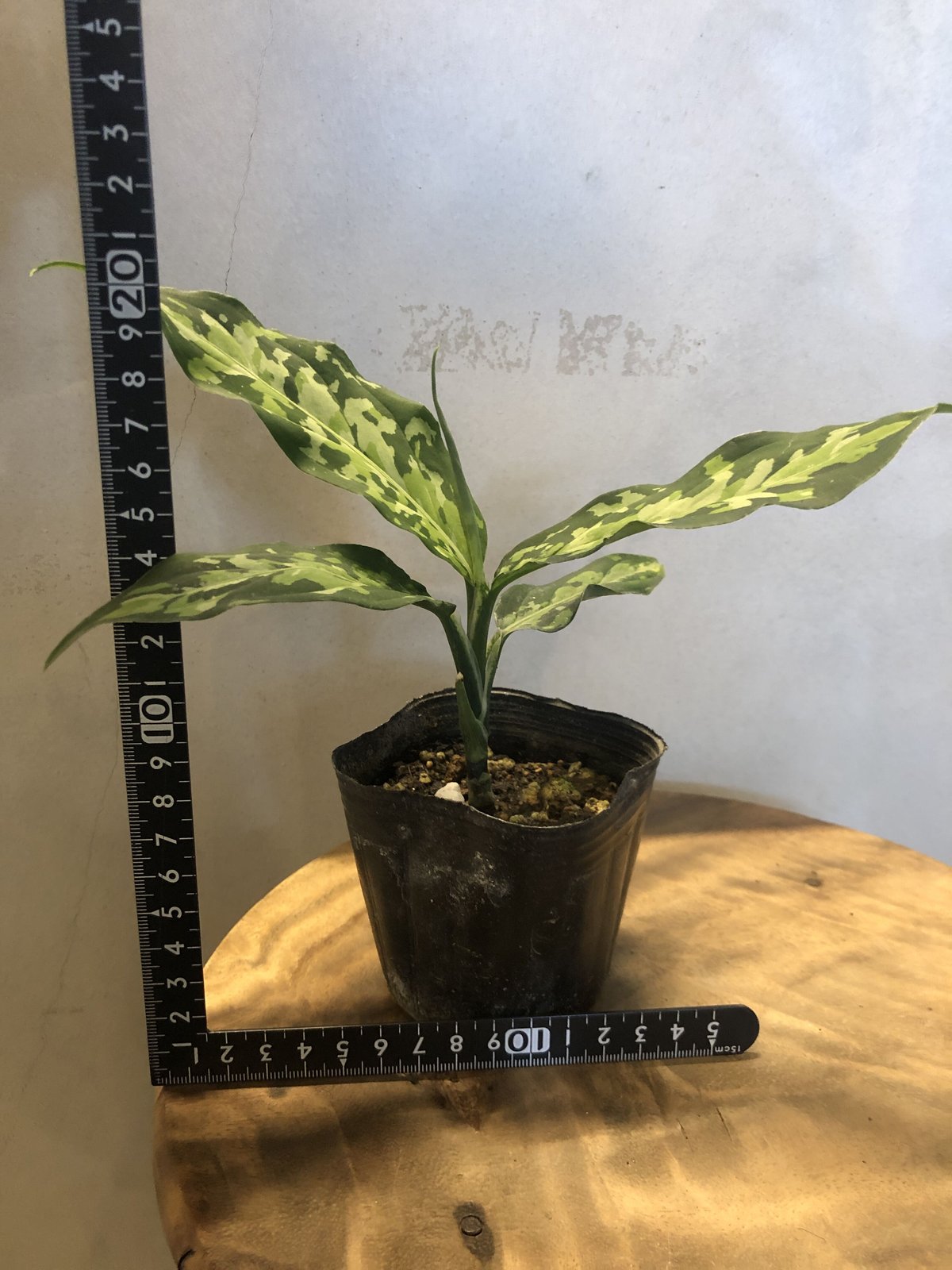 アグラオネマ ピクタム トリカラー エウレカ 札付き アグラオネマ ピクタム トリカラー エウレカタイプ | GREEN LUCK