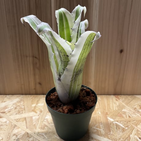 ホヘンベルギアカーラ | STORES