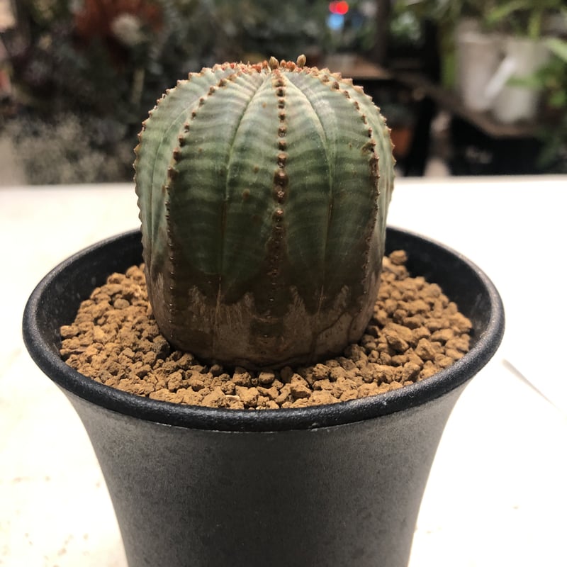 ユーフォルビア オベサ | GREEN LUCK