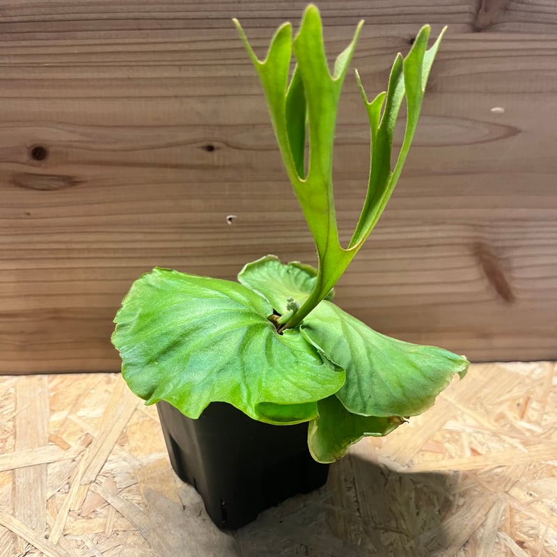 ビカクシダ　リドレイ リドレイ ビカクシダ4 【公式通販】