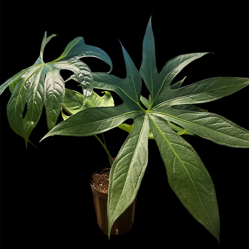 アンスリウム ペダトラディアツム | GREEN LUCK