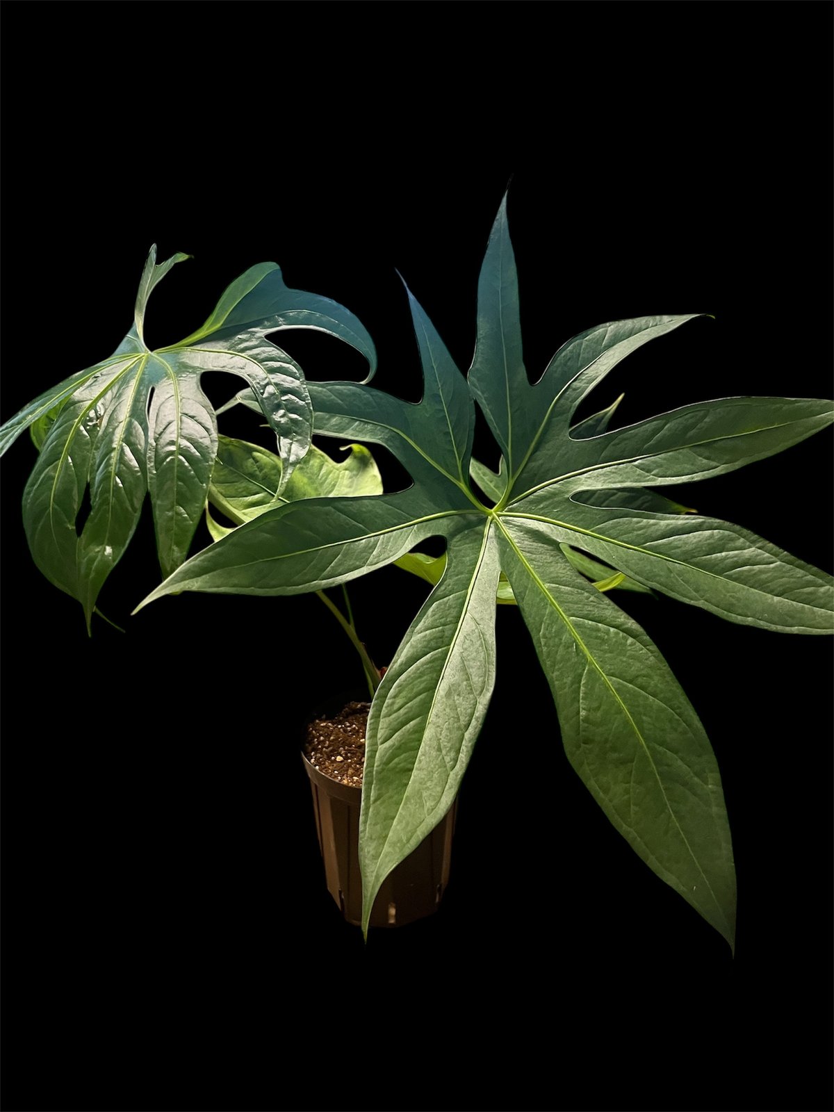 アンスリウム ペダトラディアツム レア 原種アンスリウム 大きめサイズ