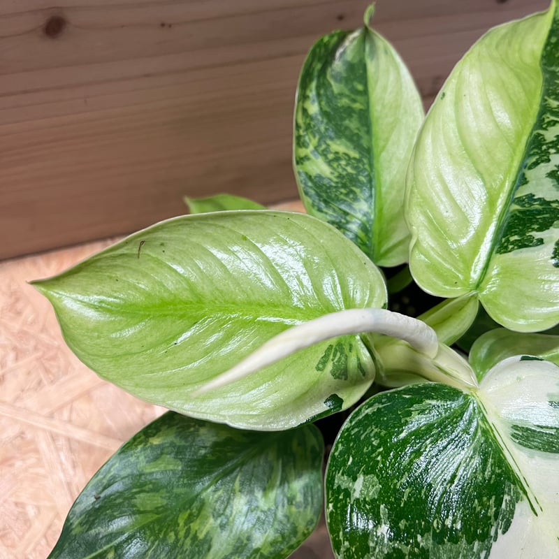 フィロデンドロン ジョセボーノ | GREEN LUCK