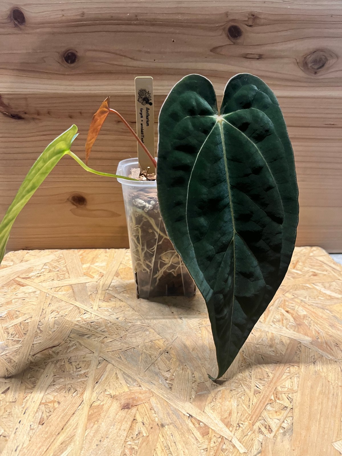 アンスリウム フォルゲッティ×アントラキー（tezula） | GREEN LUCK