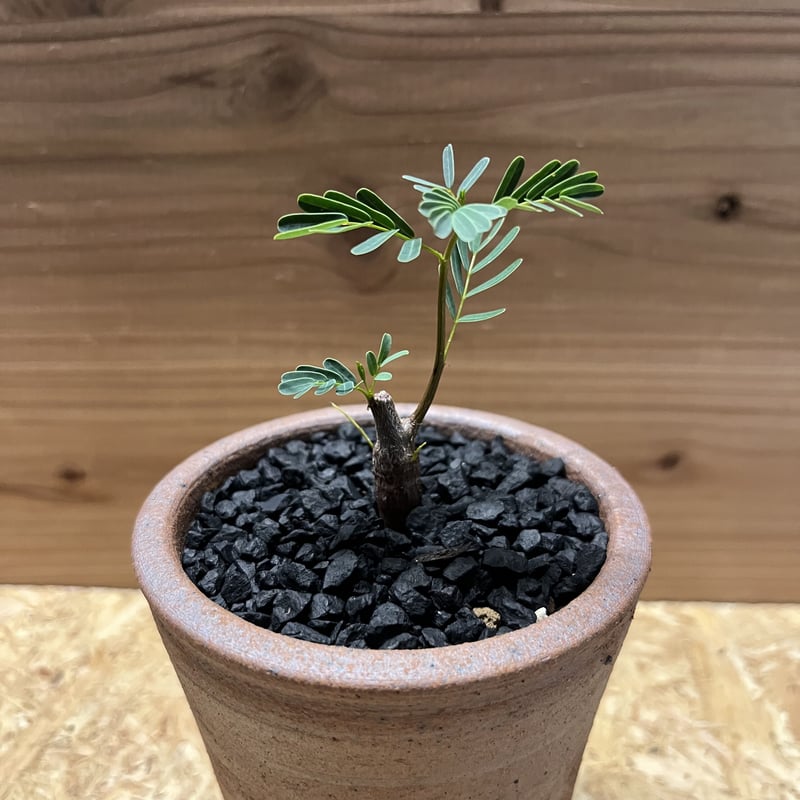 センナ メリディオナリス 鉢付 発根済 CATEGORY センナ メリ