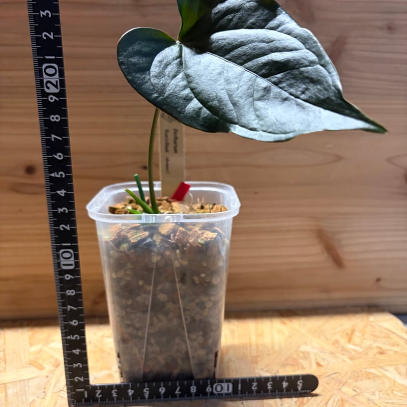 アンスリウム 'ロムズ ブラック' ディビジョン | GREEN LUCK