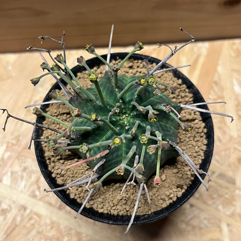 ove　ブラックバリダ×スーパーバリダ　子株付　⑤ ユーフォルビア スーパーバリダ 雄株 | GREEN LUCK