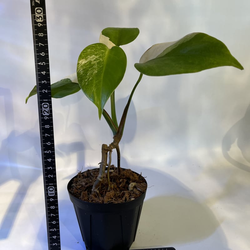 モンステラ　斑入り ホワイトタイガー Monstera borsigiana 3