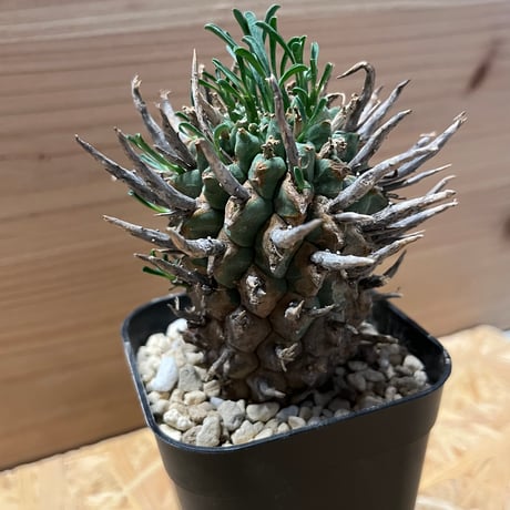 専用出品ユーフォルビア　スエコランディ　闘牛角　植木鉢