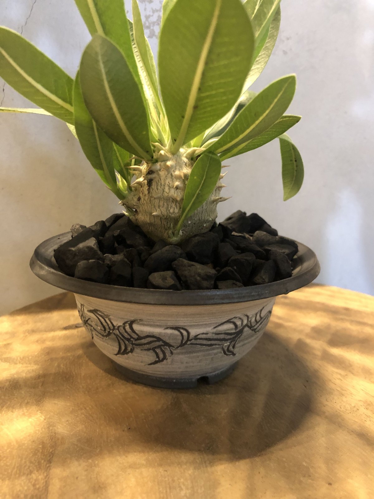 パキポディウム　恵比寿大黒　ハチラボ鉢入 パキポディウム 恵比寿大黒 ハチラボ鉢入 パキポディウム 恵比寿