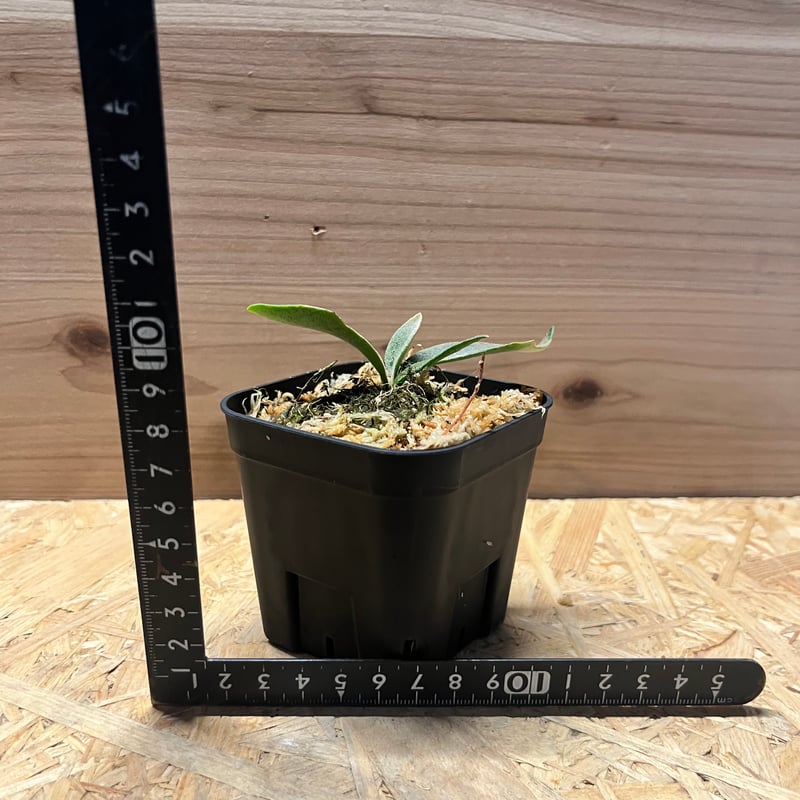 ビカクシダ ジェニー | GREEN LUCK