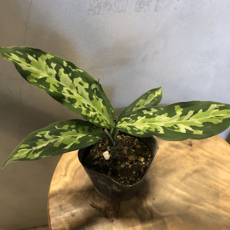 アグラオネマ ピクタム トリカラー エウレカタイプ | GREEN LUCK