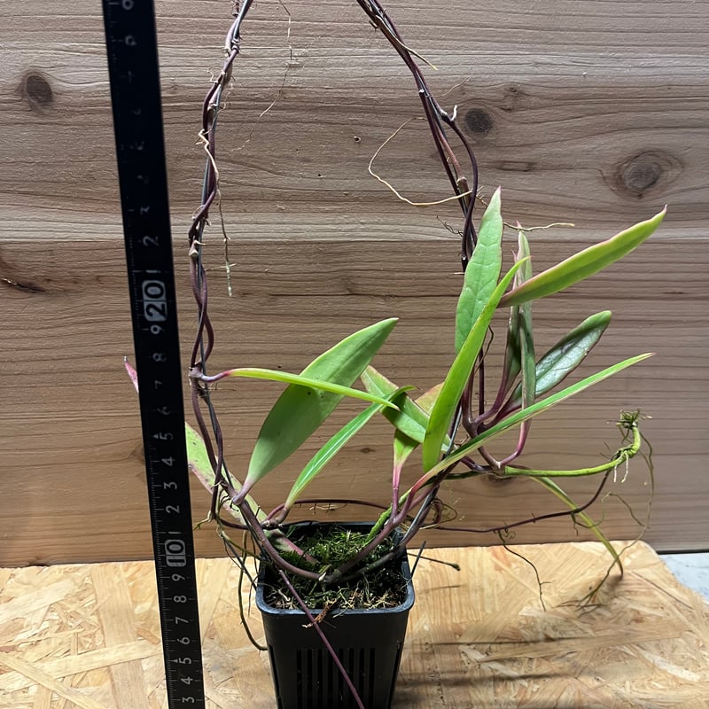 ホヤ スラウェシアナ | GREEN LUCK