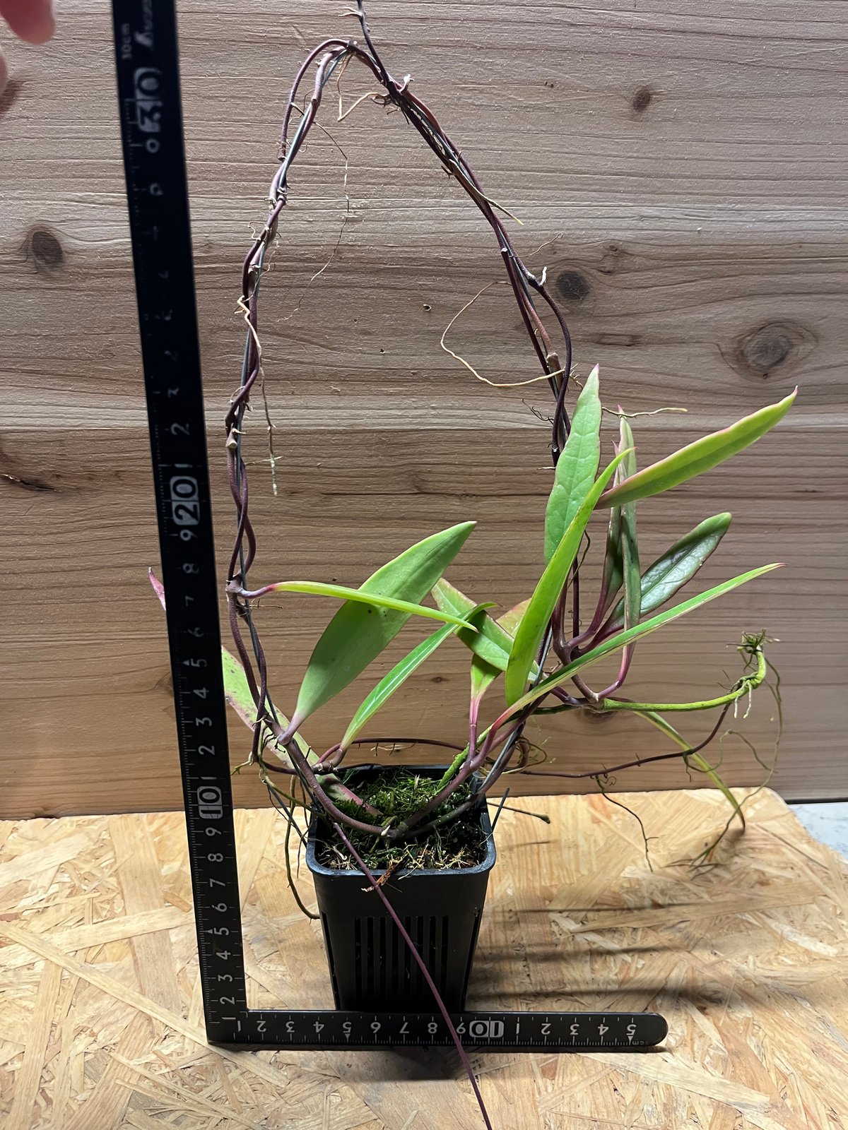 ホヤ スラウェシアナ | GREEN LUCK