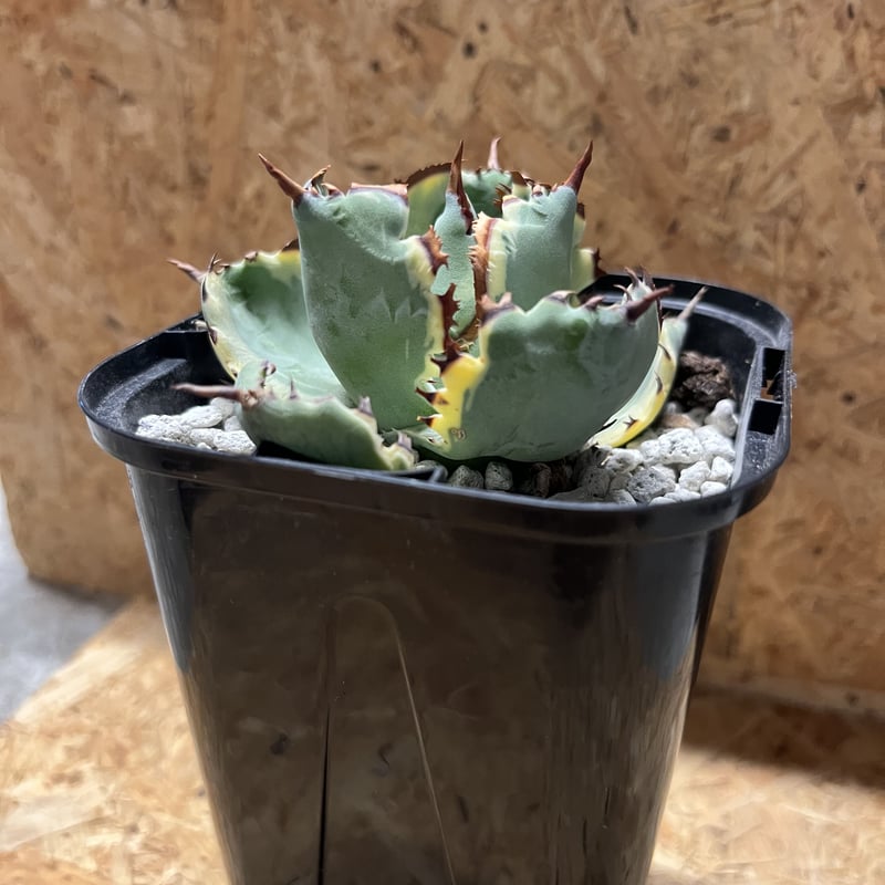 アガベ カブトガニ錦 連棘タイプ | GREEN LUCK