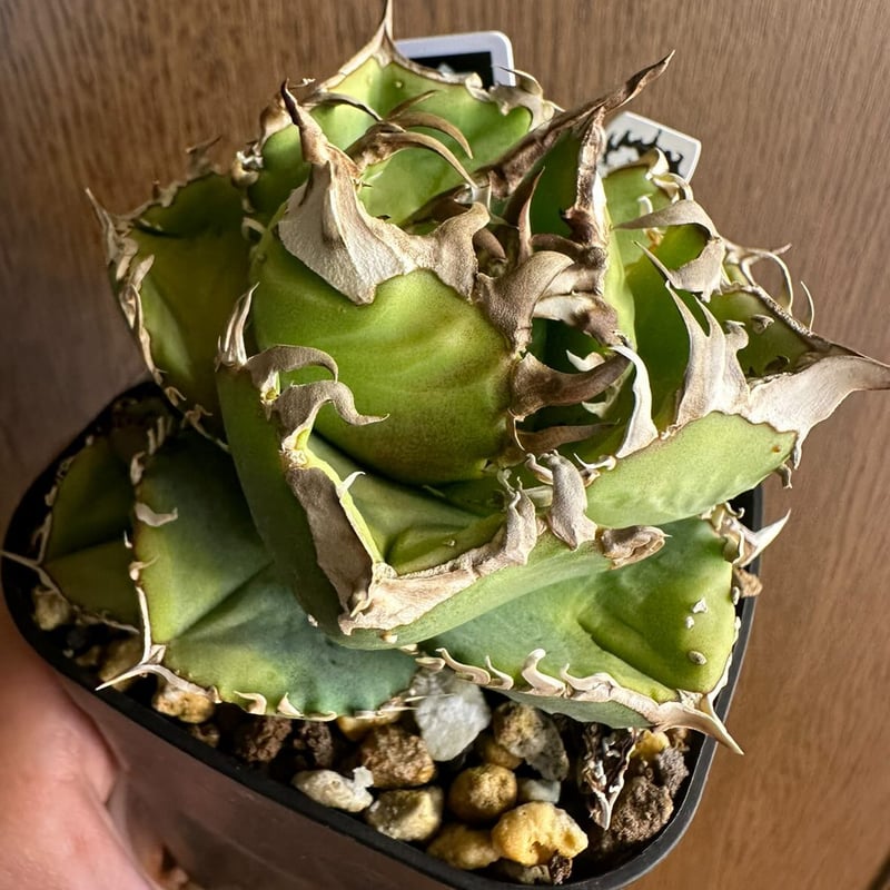 アガベ チタノタ クラウン | GREEN LUCK