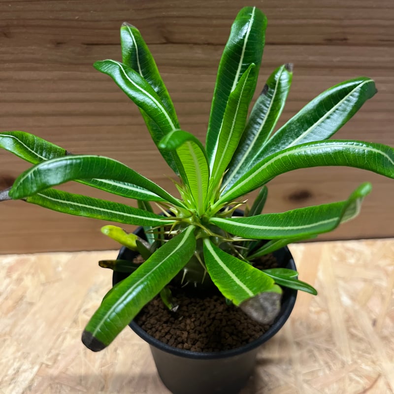 パキポディウム アンボンゲンセ | GREEN LUCK