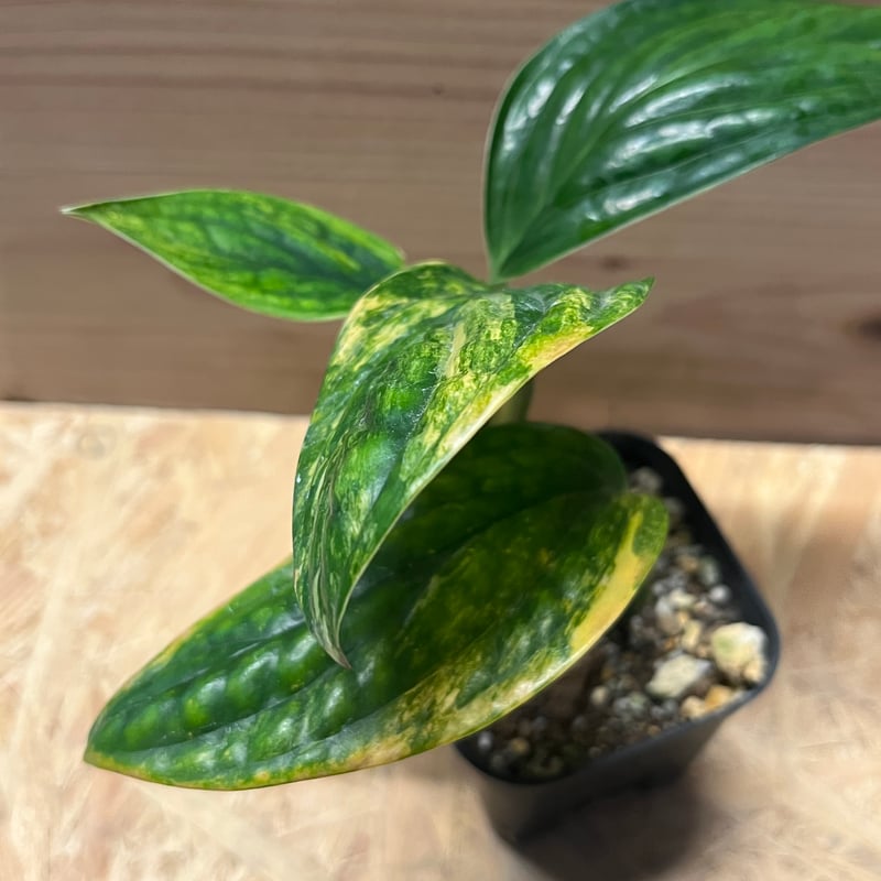 特大 モンステラ ジェイドシャトルコック 8号 特大 モンステラ ジェイドシャトルコック 8号 モンステラ