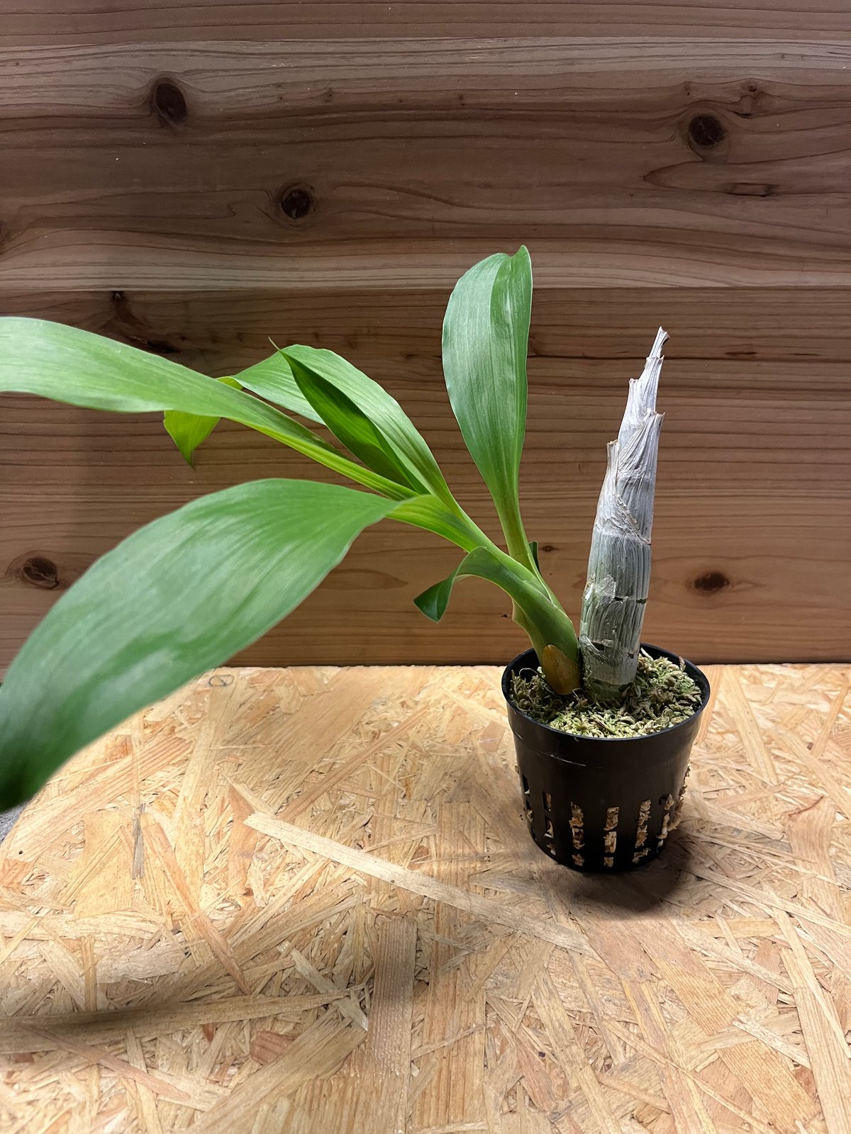黄緑タケノコ蘭 SVO Fdk. Enter Light カタセタム 黄緑タケノコ蘭 新芽有り 開花サイズClowesetum カタセタム - メルカリ